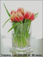 /album/kvetiny/tulipany-jpg/